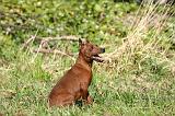 PINSCHER NAIN 106
